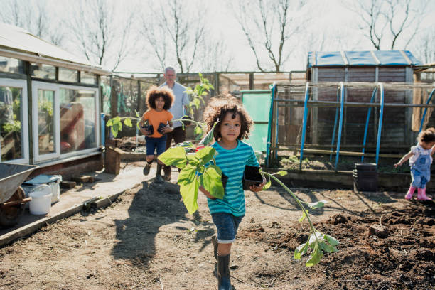 Planting Sunflowers at the Allotment Two little boys are helping their grandfather plant sunflowers at the allotment. community vegetable garden stock pictures, royalty-free photos & images