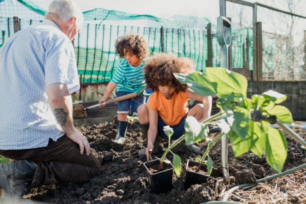 Working Hard on Grandad's Allotment Two little boys are planting sunflowers with their grandfather at his allotment. community vegetable garden stock pictures, royalty-free photos & images