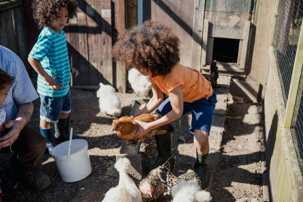 Boys Handling Chickens on the Farm