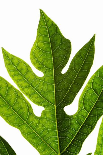 Photo of Papaya leaf on white background