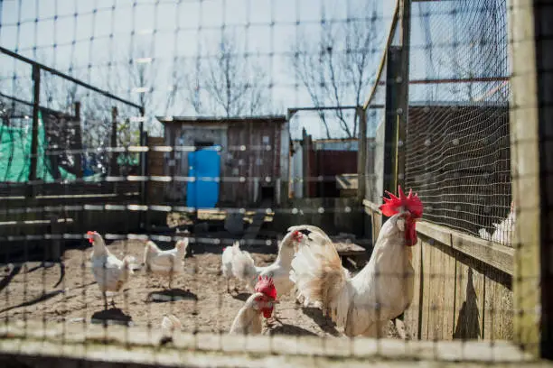 Leghorn chickens in a coop on a farm in the UK.