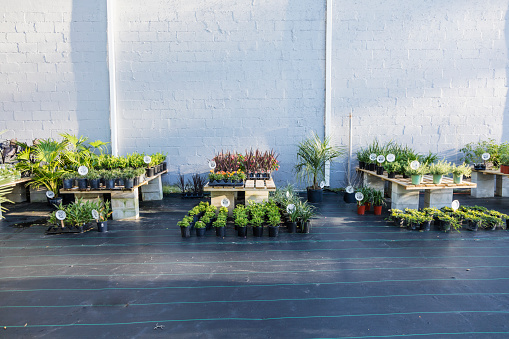 Merchandise in a garden center or plant nursery, potted plants for sale, neatly organized in rows on tables.