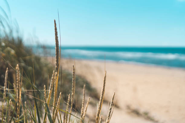 istock Grass on Beautiful Beach in Sweden 1023523532
