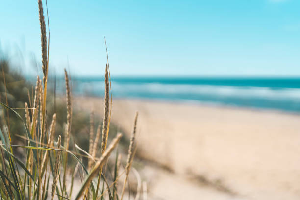 istock Grass on Beautiful Beach in Sweden 1023523542
