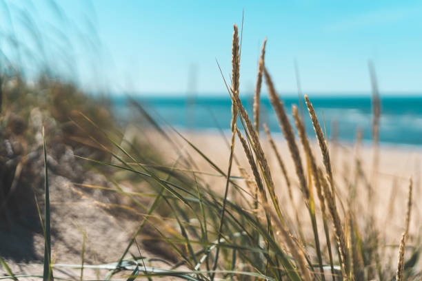 istock Grass on Beautiful Beach in Sweden 1023523548