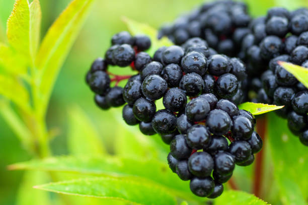 istock Clusters fruit black elderberry in garden in sun light (Sambucus nigra). elder, black elder, European black elderberry background 1023528488