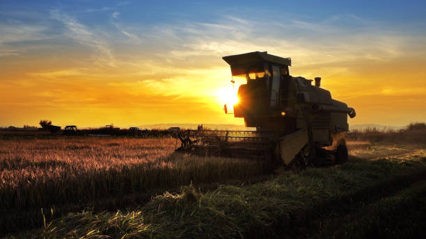 combina, campo e alba. raggiungi il successo nell'agroalimentare - autumn corn corn crop field foto e immagini stock