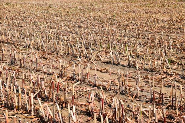istock stubble field after harvesting in summer 1023529814