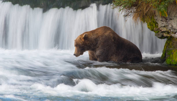 grizly gire en alaska - brown bear alaska katmai national park animal fotografías e imágenes de stock