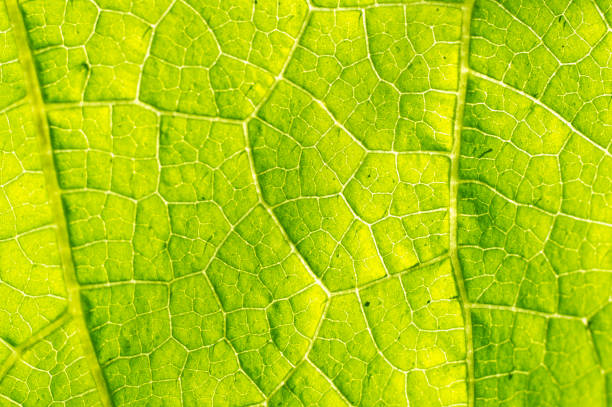 istock Macro texture of green leaf 1023532332