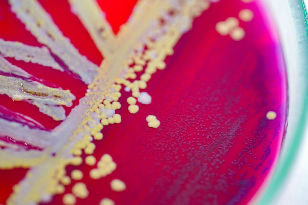 arte de la colonia de bacterias en la placa de medio de cultivo, microbiolog�ía. - staphylococcus petri dish bacterium biology fotografías e imágenes de stock