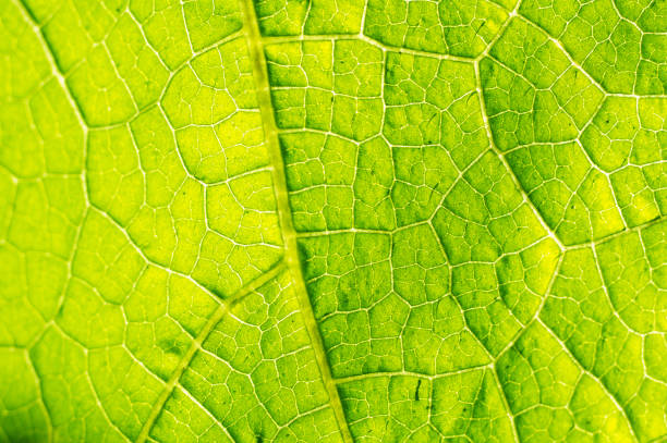 istock Macro texture of green leaf 1023532924