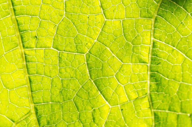 istock Macro texture of green leaf 1023532962