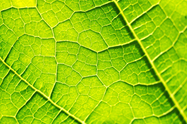 istock Macro texture of green leaf 1023533804