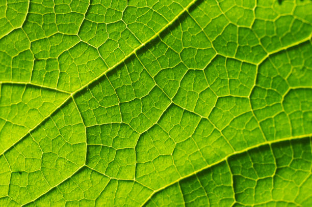 マクログリーンの葉の質感 - tree leaf green chlorophyll ストックフォトと画像