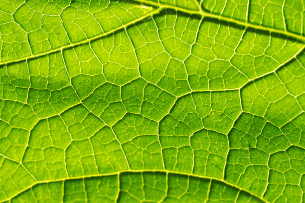 istock Macro texture of green leaf 1023534440