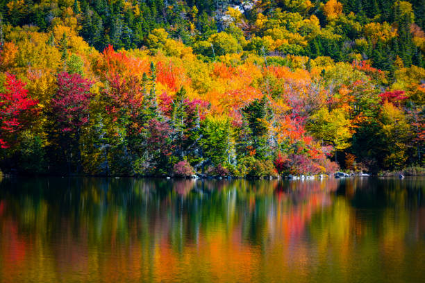 アメリカ、ニュー イングランドのインドの夏 - cherry tree tree autumn multi colored ストックフォトと画像