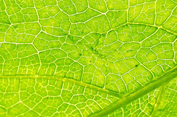 istock Macro texture of green leaf 1023541088