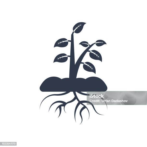 Plant And Root Icon Vector Sign And Symbol Isolated On White Background Plant And Root Logo Concept Stock Illustration - Download Image Now