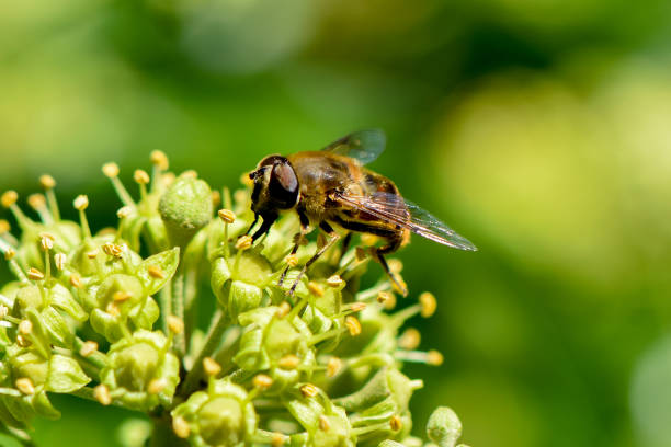 istock Close up from a hornet mimic hoverfly on ivy blossoms 1023542882