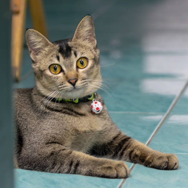 istock Close up portrait of a Tabby cat lying 1023546670
