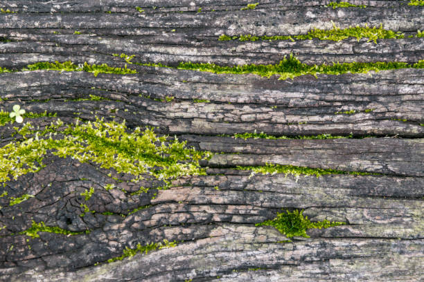 istock Background Weathered Rustic Wood Railroad Tie with Green Moss Growing in Cracks 1023546722