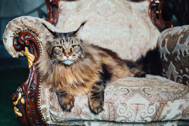 istock Maine Coon cat on antique chair 1023547268