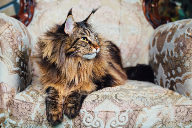 istock Maine Coon cat on antique chair 1023547404