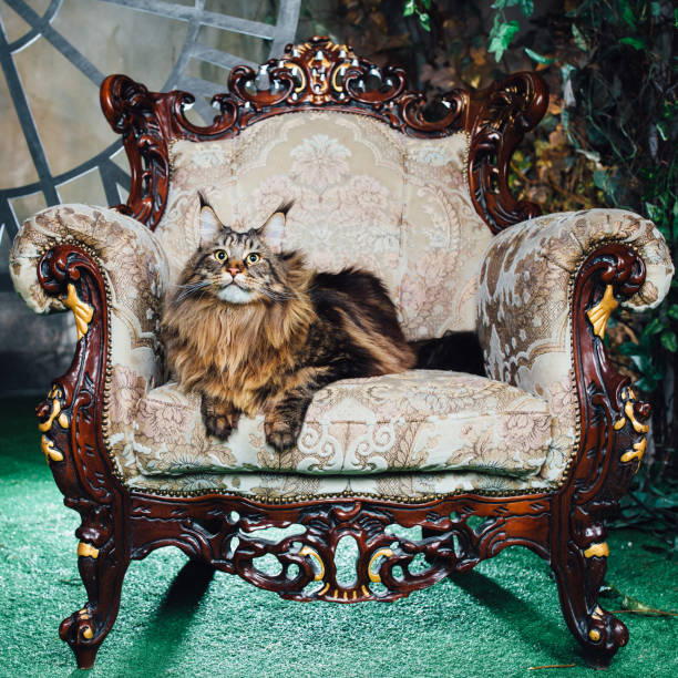 istock Maine Coon cat on antique chair 1023547450