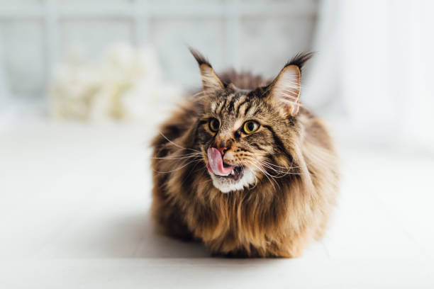 istock Maine Coon cat on white background 1023547530
