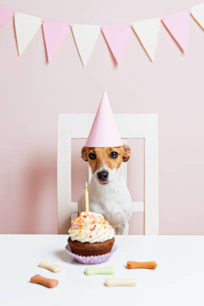 istock Cute dog with a party hat celebrating her birthday 1023548036