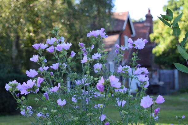 istock A farmhouse seen through flowers 1023550802