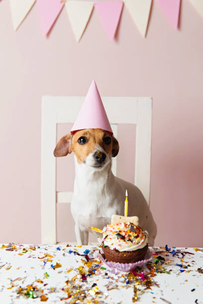 istock Cute dog with a party hat celebrating her birthday 1023550830