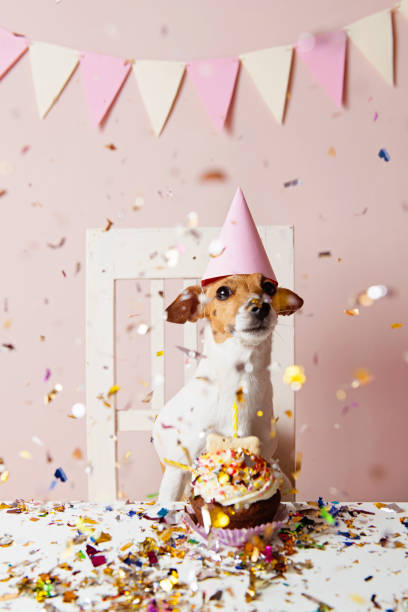 istock Cute dog with a party hat celebrating her birthday 1023550842