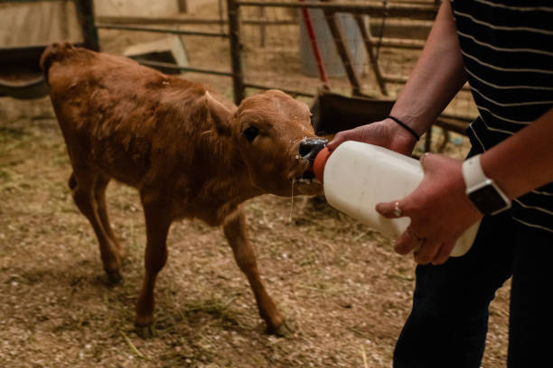 istock Woman feeding a calf in a barn 1023552192