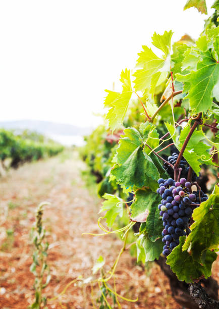 istock Vineyard in autumn harvest 1023552646