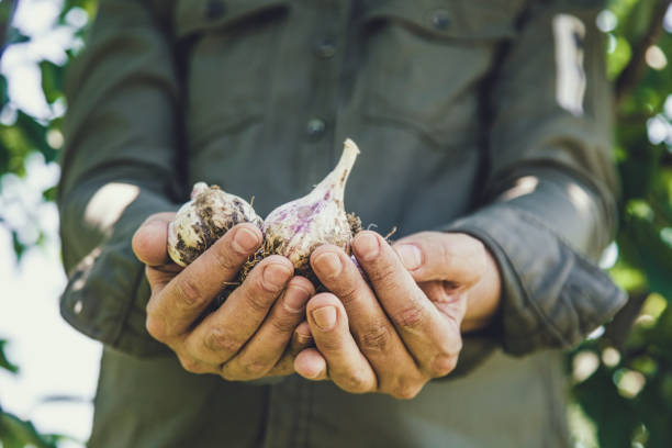 istock Garlic in farmers hands 1023552648