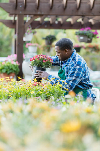 istock Mature African-American man working in plant nursery 1023553868