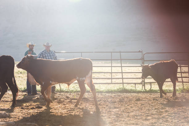 istock Ranchers overlooking cattle at the animal pen at sunrise 1023558462