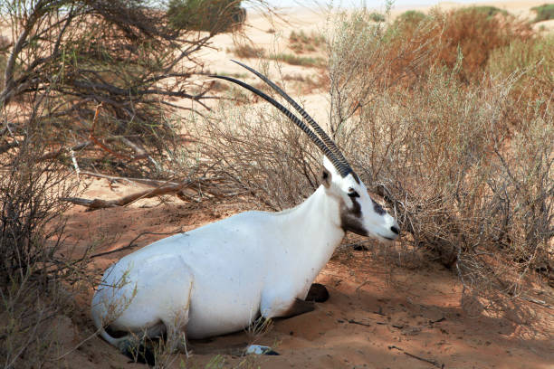 ônix - arabian oryx - fotografias e filmes do acervo