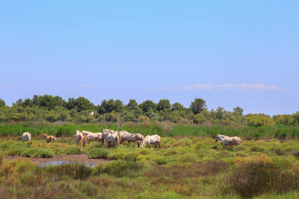 alte pferde in der camargue natur reservieren "nin-das delta der rhone. der provence. frankreich - france camargue camargue horse ancient stock-fotos und bilder