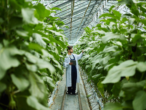 Man in overall and white coat holding tablet and walking among lush high green plants in agronomy glasshouse