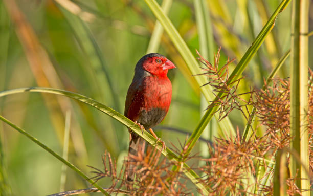 istock Savannah way wildlife Australia 1023563552