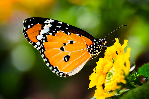 Butterfly on a yellow flowers