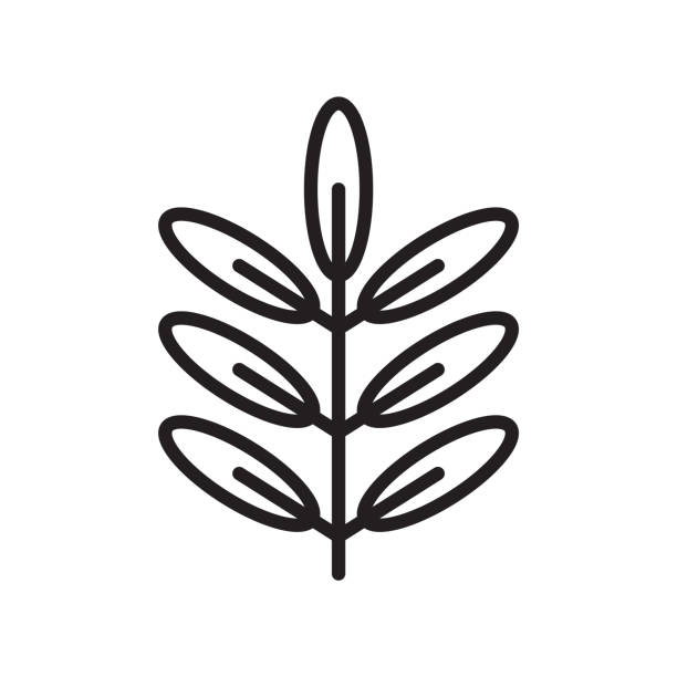 illustrations, cliparts, dessins animés et icônes de acacia icône vector signe et le symbole isolé sur fond blanc, concept logo acacia - sauges