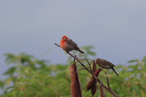 house finch (Haemorhous mexicanus) Hawaii Big Island house finch (Haemorhous mexicanus) Hawaii Big Island haemorhous mexicanus stock pictures, royalty-free photos & images