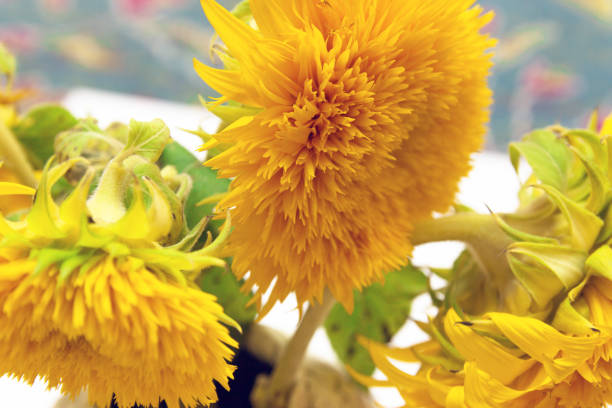 the sunflower close-up in farm, the flower pattern in nature