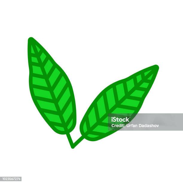 Linden Leaf Icon Vector Sign And Symbol Isolated On White Background Linden Leaf Logo Concept Stock Illustration - Download Image Now