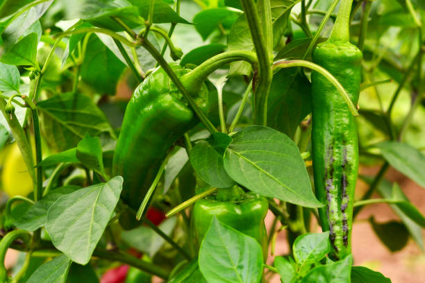 istock background with green pepper closeup 1023569608