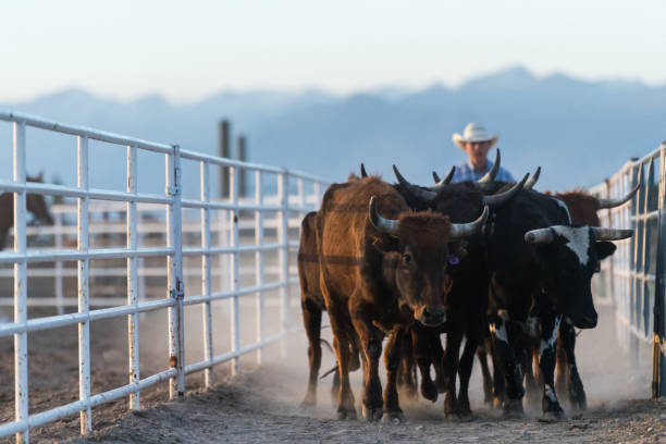 istock Rancher chasing cattle to the animal pen 1023571914